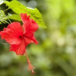 Hibiscus: Blooming Secret To The Radiant Skin